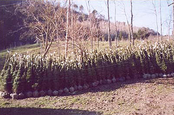 alberi di natale